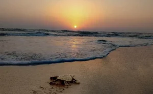 velas turtle