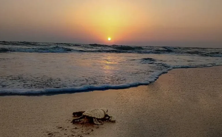 velas turtle